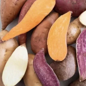 Sweet Potato Slips Variety Pack - 20 Live Cuttings - Okinawa, Red, White, Orange - Image 1