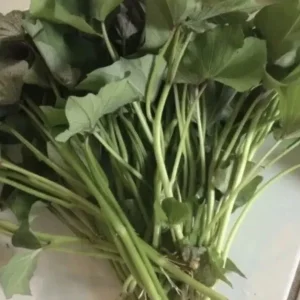 Sweet Potato Slips Variety Pack - 20 Live Slips (Beauregard, White, Purple, Red Japanese) - Medium Sun - Image 2