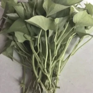 Sweet Potato Slips Variety Pack - 20 Live Slips (Beauregard, White, Purple, Red Japanese) - Medium Sun - Image 3