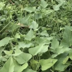 Sweet Potato Slips Variety Pack - 20 Live Slips (Beauregard, White, Purple, Red Japanese) - Medium Sun - Image 4