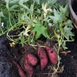 Sweet Potato Slips Variety Pack - 20 Live Slips (Beauregard, White, Purple, Red Japanese) - Medium Sun - Image 5