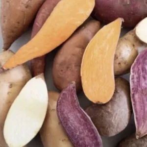 Sweet Potato Slips Variety Pack - 20 Live Slips (Beauregard, White, Purple, Red Japanese) - Medium Sun - Image 6