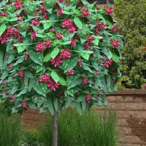 Sweet Shrub Bare Root Plant - 2 Pack, 1-2ft Tall, Fragrant Calycanthus Floridus - Image 2