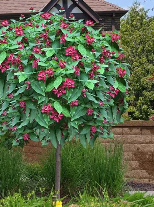 Sweet Shrub Bare Root Plant - 2 Pack, 1-2ft Tall, Fragrant Calycanthus Floridus - Image 2