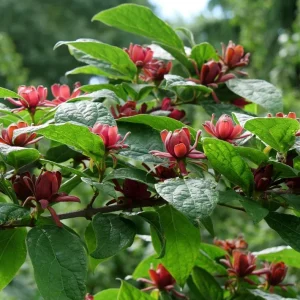 Sweet Shrub Bare Root Plant - 2 Pack, 1-2ft Tall, Fragrant Calycanthus Floridus - Image 3