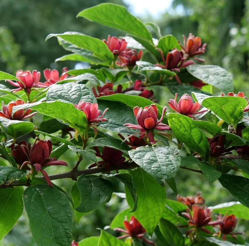 Sweet Shrub Bare Root Plant - 2 Pack, 1-2ft Tall, Fragrant Calycanthus Floridus - Image 3