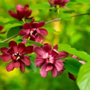 Sweet Shrub Bare Root Plant - 2 Pack, 1-2ft Tall, Fragrant Calycanthus Floridus - Image 4
