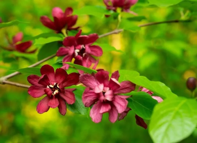 Sweet Shrub Bare Root Plant - 2 Pack, 1-2ft Tall, Fragrant Calycanthus Floridus - Image 4