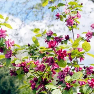 Sweet Shrub Bare Root Plant - 2 Pack, 1-2ft Tall, Fragrant Calycanthus Floridus - Image 5