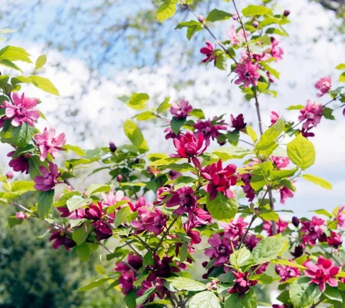 Sweet Shrub Bare Root Plant - 2 Pack, 1-2ft Tall, Fragrant Calycanthus Floridus - Image 5
