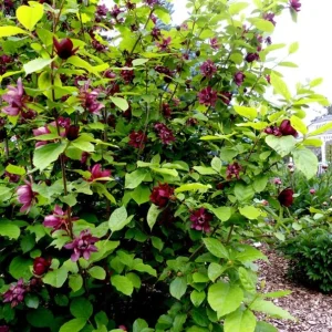 Sweet Shrub Bare Root Plant - 2 Pack, 1-2ft Tall, Fragrant Calycanthus Floridus - Image 6
