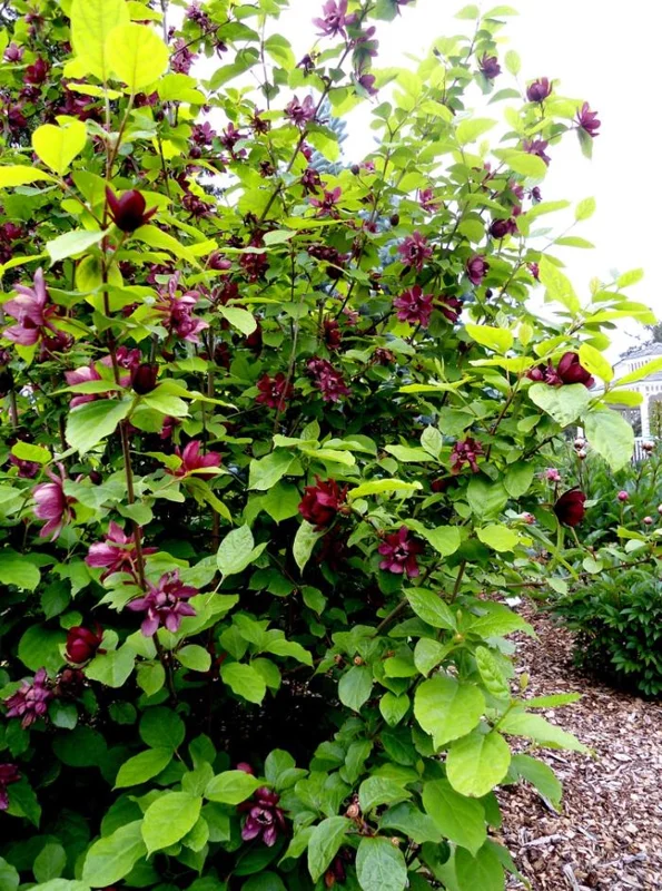 Sweet Shrub Bare Root Plant - 2 Pack, 1-2ft Tall, Fragrant Calycanthus Floridus - Image 6