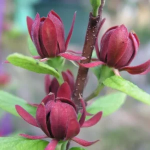 Sweet Shrub Bare Root Plant - 2 Pack, 1-2ft Tall, Fragrant Calycanthus Floridus - Image 7
