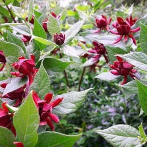 Sweet Shrub Bare Root Plant - 2 Pack, 1-2ft Tall, Fragrant Calycanthus Floridus - Image 1