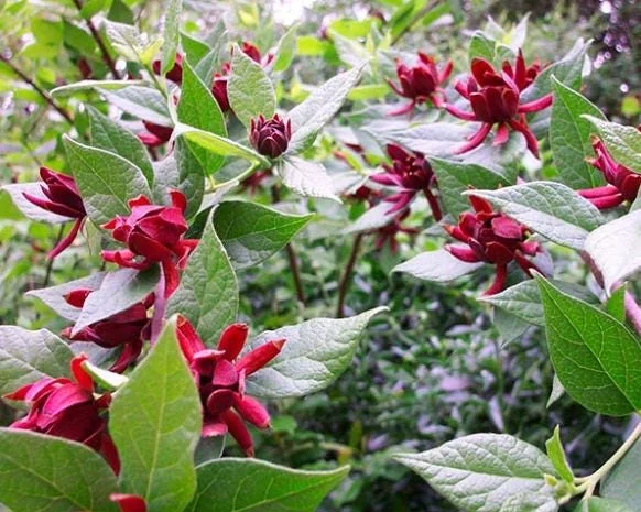 Sweet Shrub Bare Root Plant - 2 Pack, 1-2ft Tall, Fragrant Calycanthus Floridus - Image 1