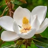 Sweetbay Magnolia Live Tree Plant 6-12 inches Tall - Fragrant White Flowers - Image 1