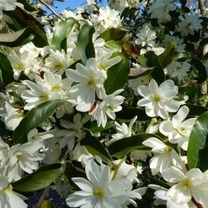 Sweetbay Magnolia Live Tree Plant 6-12 inches Tall - Fragrant White Flowers - Image 2