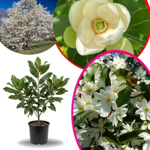 Sweetbay Magnolia Live Tree Plant 6-12 inches Tall - Fragrant White Flowers - Image 3