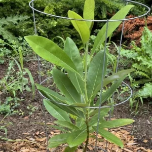 Sweetbay Magnolia Live Tree Plant 6-12 inches Tall - Fragrant White Flowers - Image 4