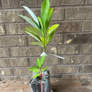 Sweetbay Magnolia Live Tree Plant 6-12 inches Tall - Fragrant White Flowers - Image 5