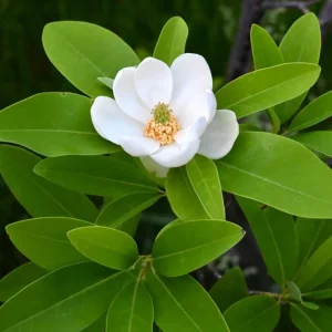 Sweetbay Magnolia Live Tree Plant 6-12 inches Tall - Fragrant White Flowers - Image 6