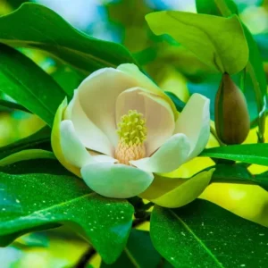 Sweetbay Magnolia Live Tree Plant 6-12 inches Tall - Fragrant White Flowers - Image 7