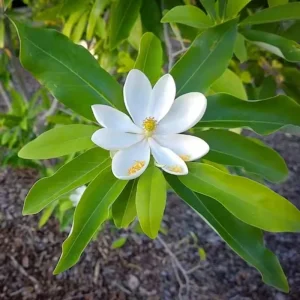 Sweetbay Magnolia Live Tree Plant 6-12 inches Tall - Fragrant White Flowers - Image 8