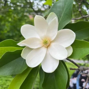 Sweetbay Magnolia Tree Live Plant - 4-inch Pot - Outdoor Garden - Image 2