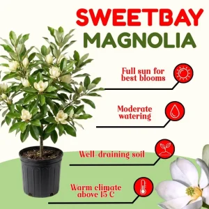 Sweetbay Magnolia Tree Live Plant - 4-inch Pot - Outdoor Garden - Image 3