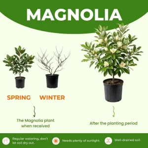 Sweetbay Magnolia Tree Live Plant - 4-inch Pot - Outdoor Garden - Image 4