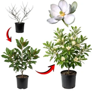 Sweetbay Magnolia Tree Live Plant - 4-inch Pot - Outdoor Garden - Image 6