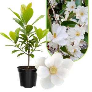Sweetbay Magnolia Tree Live Plant - 4-inch Pot - Outdoor Garden - Image 7