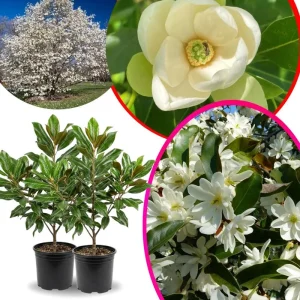 Sweetbay Magnolia Tree Live Plant - 4-inch Pot - Outdoor Garden - Image 1