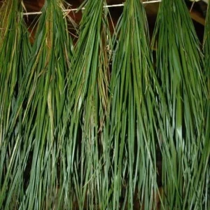 Sweetgrass Live Plant – Hierochloe Odorata – 5 Count Organic – Outdoor Herb - Image 2