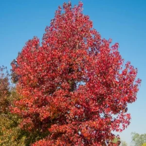 Sweetgum Tree Seedling - 5 Bare Roots for Planting, 1-2ft Tall, Outdoor - Image 10