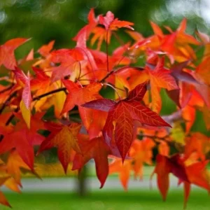 Sweetgum Tree Seedling - 5 Bare Roots for Planting, 1-2ft Tall, Outdoor - Image 6