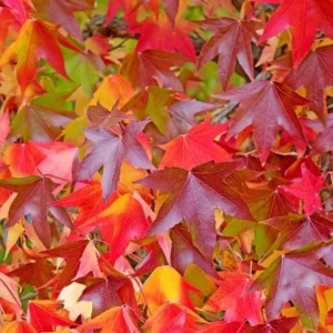 Sweetgum Tree Seedling - 5 Bare Roots for Planting, 1-2ft Tall, Outdoor - Image 7