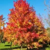 Sweetgum Tree Seedling - 5 Bare Roots for Planting, 1-2ft Tall, Outdoor - Image 1