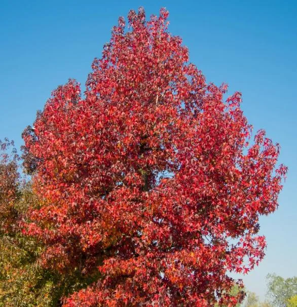 Sweetgum Tree Seedlings - 5 Bare Roots, 1-2ft Tall, Deciduous Outdoor Plant - Image 10