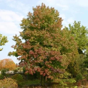Sweetgum Tree Seedlings - 5 Bare Roots, 1-2ft Tall, Deciduous Outdoor Plant - Image 3