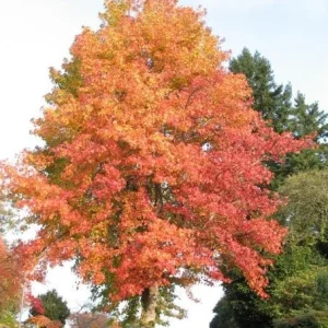 Sweetgum Tree Seedlings - 5 Bare Roots, 1-2ft Tall, Deciduous Outdoor Plant - Image 4