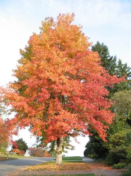 Sweetgum Tree Seedlings - 5 Bare Roots, 1-2ft Tall, Deciduous Outdoor Plant - Image 4