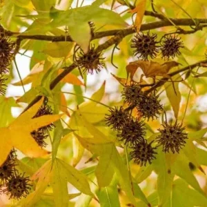 Sweetgum Tree Seedlings - 5 Bare Roots, 1-2ft Tall, Deciduous Outdoor Plant - Image 5