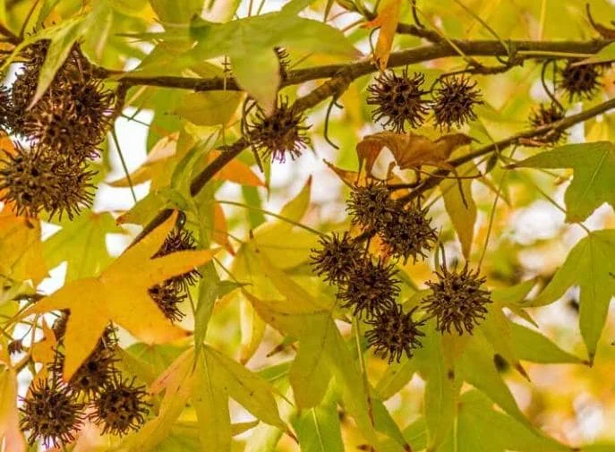 Sweetgum Tree Seedlings - 5 Bare Roots, 1-2ft Tall, Deciduous Outdoor Plant - Image 5