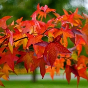 Sweetgum Tree Seedlings - 5 Bare Roots, 1-2ft Tall, Deciduous Outdoor Plant - Image 6