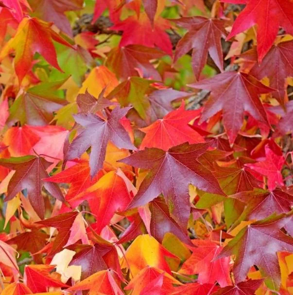 Sweetgum Tree Seedlings - 5 Bare Roots, 1-2ft Tall, Deciduous Outdoor Plant - Image 7