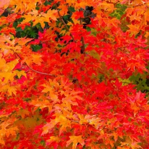 Sweetgum Tree Seedlings - 5 Bare Roots, 1-2ft Tall, Deciduous Outdoor Plant - Image 8