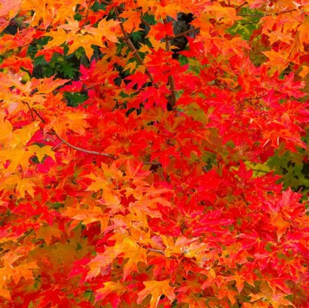 Sweetgum Tree Seedlings - 5 Bare Roots, 1-2ft Tall, Deciduous Outdoor Plant - Image 8