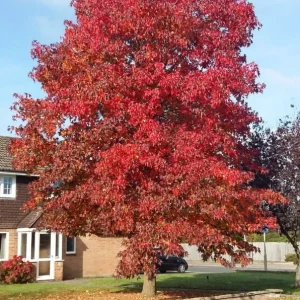 Sweetgum Tree Seedlings - 5 Bare Roots, 1-2ft Tall, Deciduous Outdoor Plant - Image 9