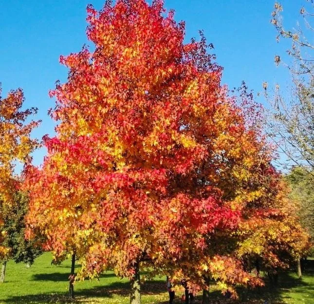 Sweetgum Tree Seedlings - 5 Bare Roots, 1-2ft Tall, Deciduous Outdoor Plant - Image 1